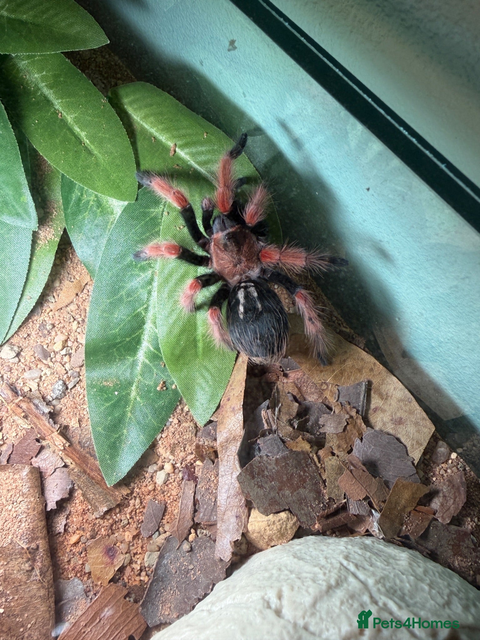 Tarantulas invertebrates Juvenile Female Mexican Fireleg Tarantula - Advert 3