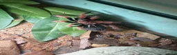 Tarantulas invertebrates for sale: Juvenile Female Mexican Fireleg Tarantula - Advert 1
