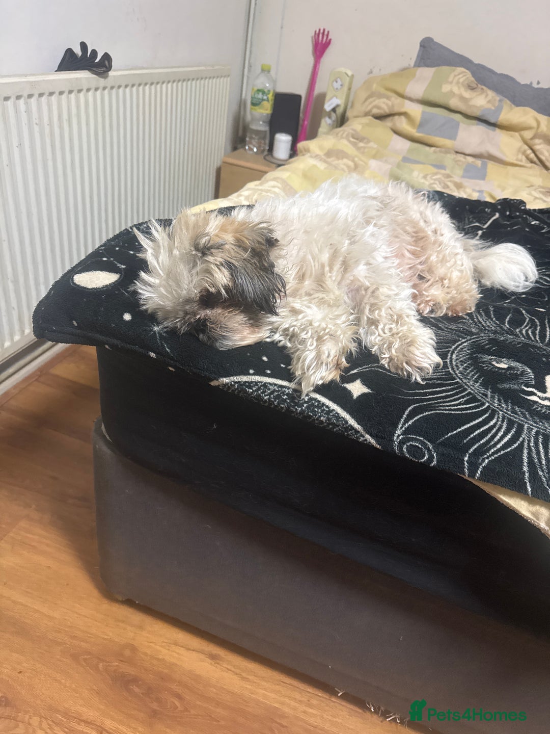 Shih Tzu dogs for sale: Puppy  - Image 2