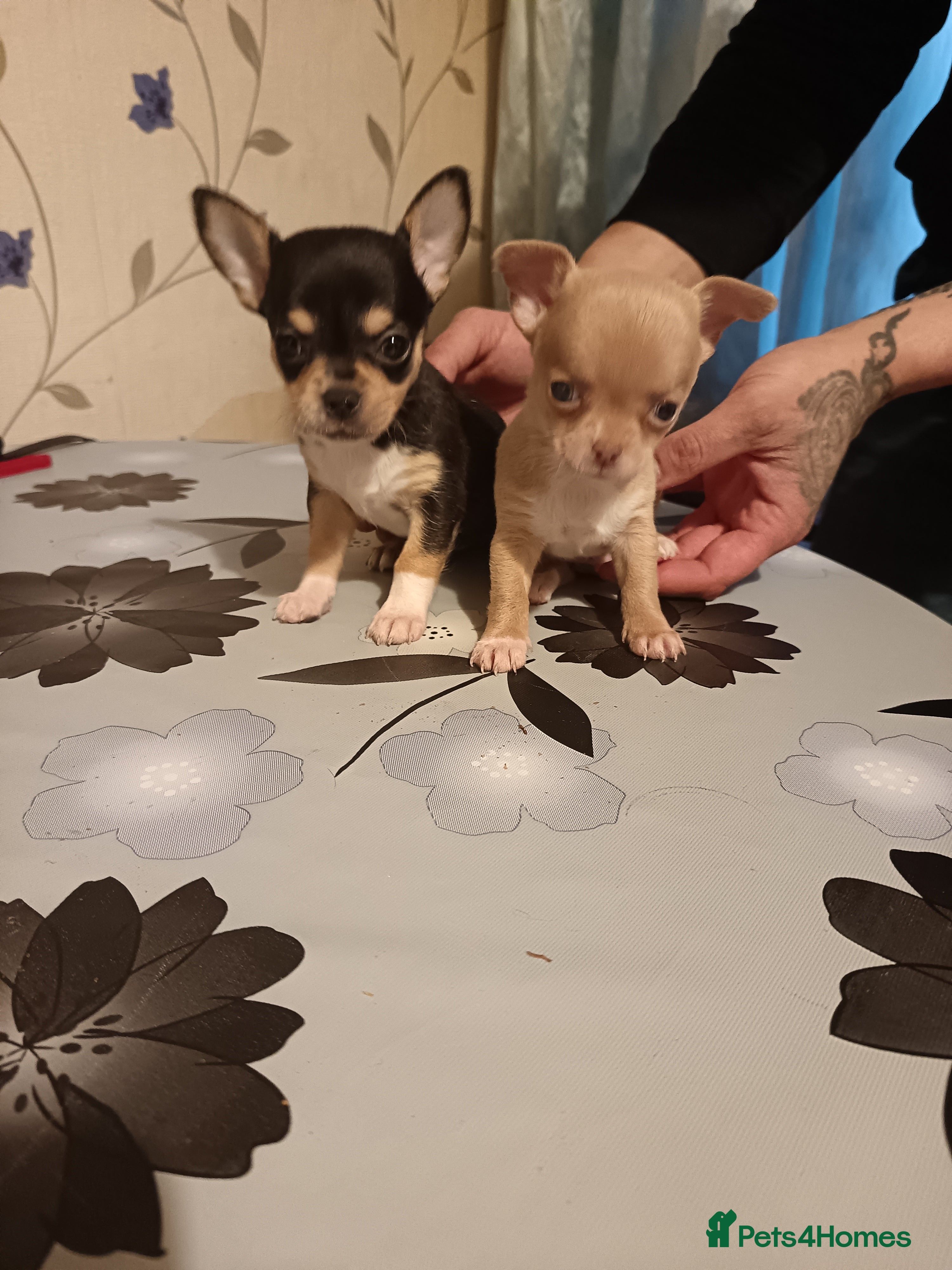 Chihuahua dogs Beautiful mini chihuahua puppies - Advert 7