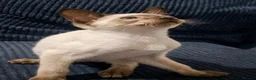 Siamese cats for sale: Chocolate Point Siamese Kitten - Advert 4