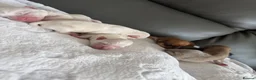 Chihuahua dogs for sale:  ** s  apple heads chihuahuas  in Evesham - Advert 7