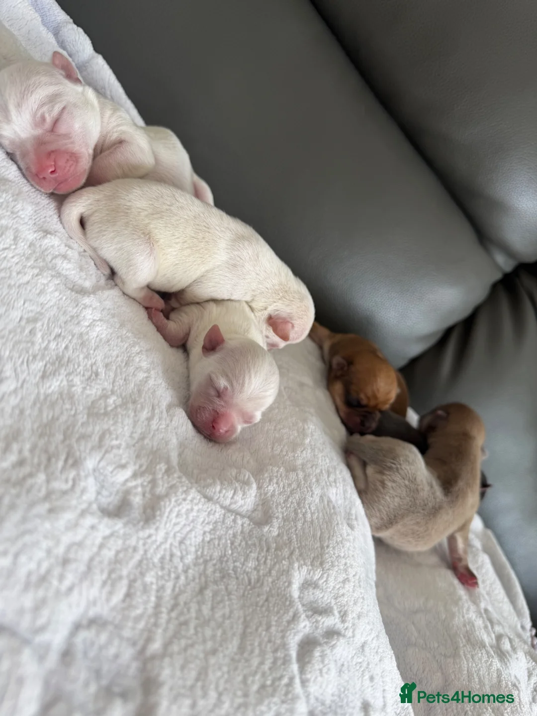 Chihuahua dogs for sale: Miniature apple heads chihuahuas * 1 GIRL LEFT* - Advert 1