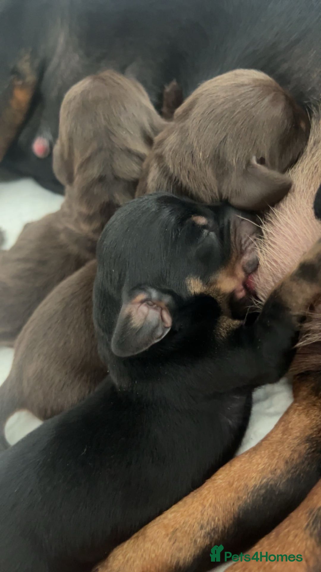 Miniature Dachshund dogs for sale: Dachshund puppies  - Image 8