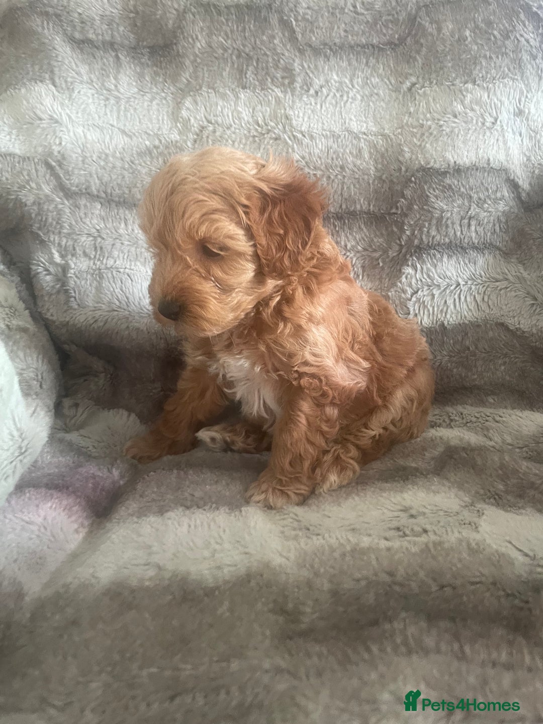 Toy Poodle dogs for sale: Toy poodle puppies  - Advert 15