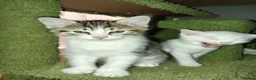 Mixed Breed cats for sale: Beautiful All White, all black & tabby kittens - Advert 7
