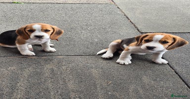Beagle dogs in Warrington - Advert 5