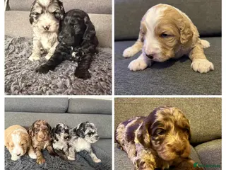 Australian Labradoodle dogs AUSTRALIAN LABRADOODLE - Advert 15