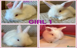 Angora rabbits for sale: English full faced Angora babies  - Image 5