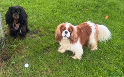 Cavalier King Charles Spaniel dogs for sale: Pedigree King Charles cavaliers - Image 9