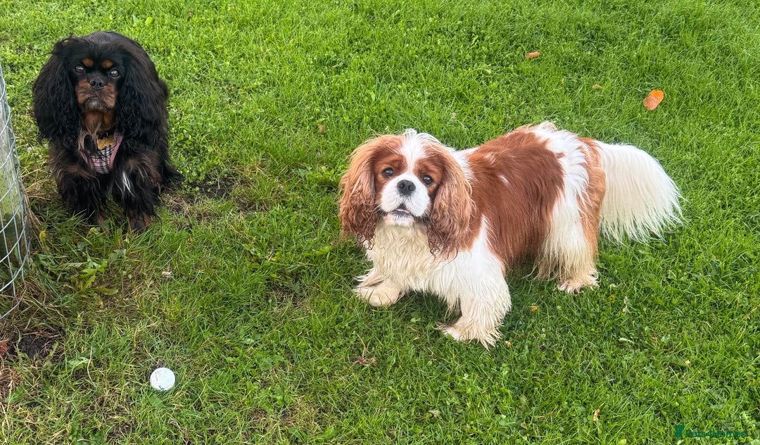 Cavalier King Charles Spaniel dogs for sale: Pedigree King Charles cavaliers - Image 9