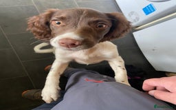 English Springer Spaniel dogs for sale: Beautiful girl looking for her forever family  - Image 12