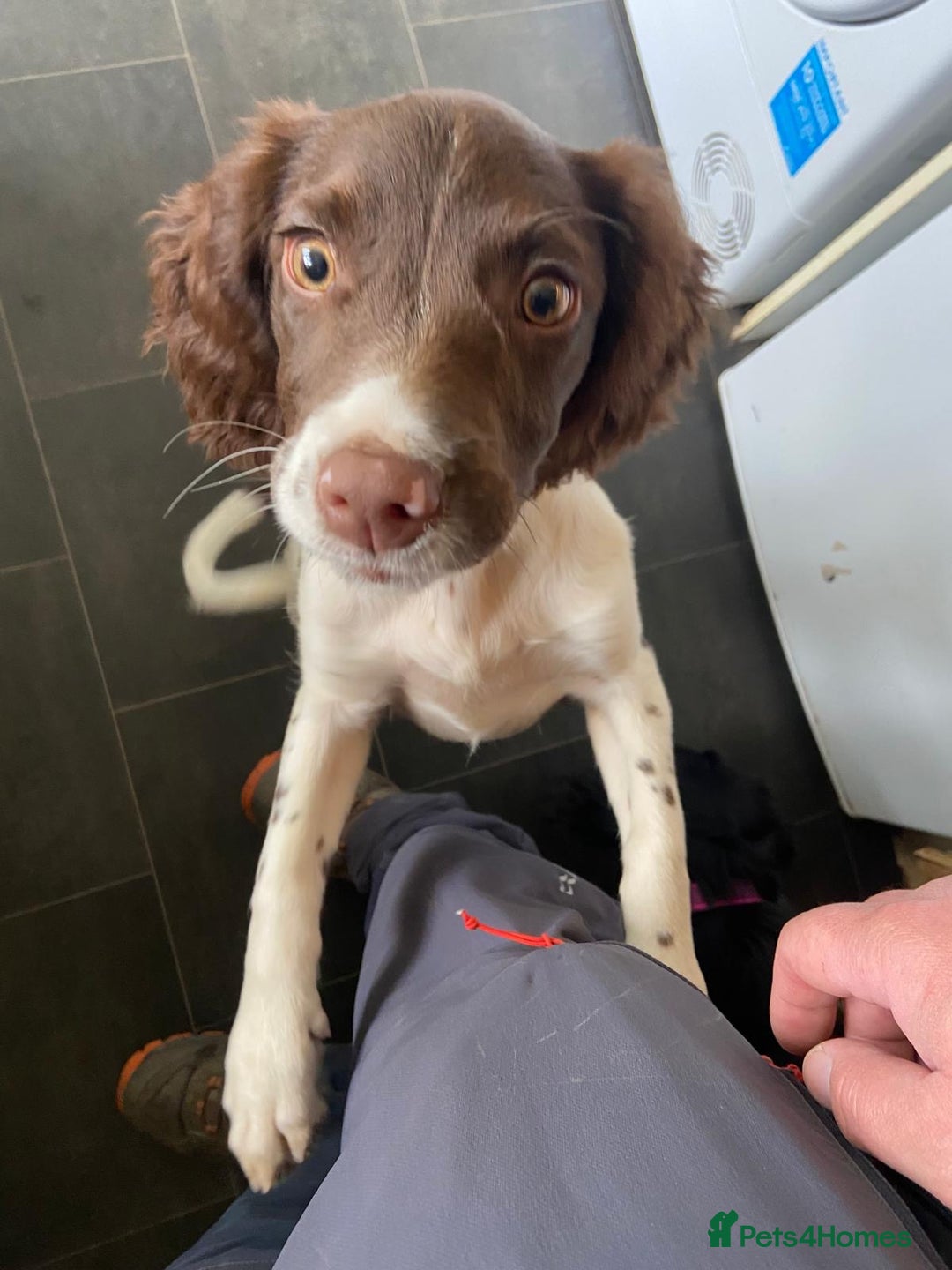 English Springer Spaniel dogs for sale: Beautiful girl looking for her forever family  - Image 12