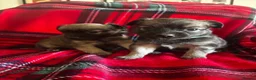 Chihuahua dogs for sale: Longhaired Chihuahua  - Advert 11