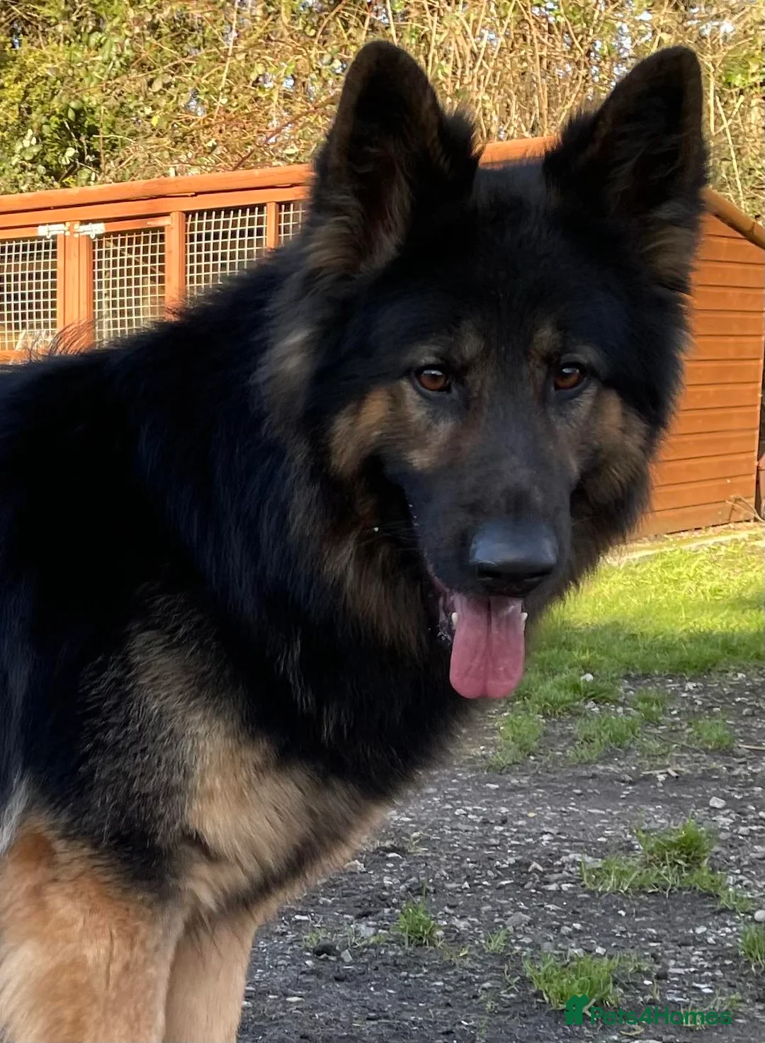 German Shepherd dogs for stud: KC Reg Shadow fully Health Tested at stud in Wisbech - Advert 23