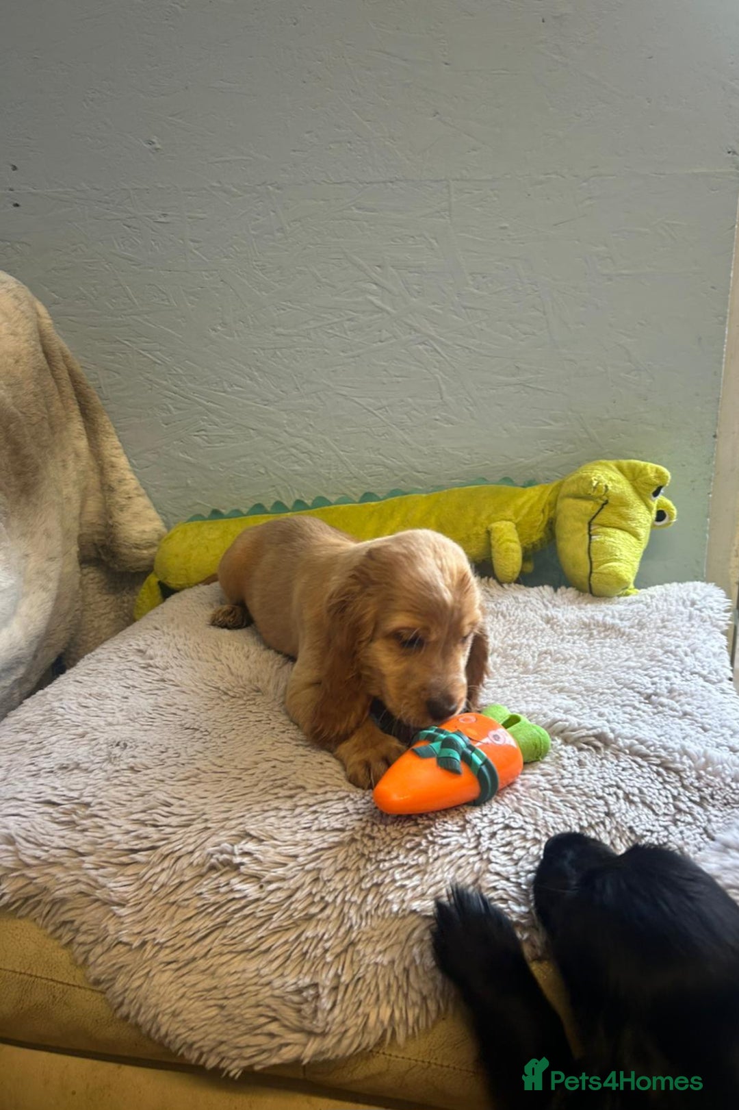 Cocker Spaniel dogs for sale: Show type Cocker Spaniels Fully vaccinated  - Image 8
