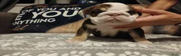 English Bulldog dogs for sale: TOP CLASS  English Bull Dog puppies  - Advert 22