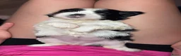 Shih Tzu dogs for sale: Shih Tzu puppies  - Advert 6