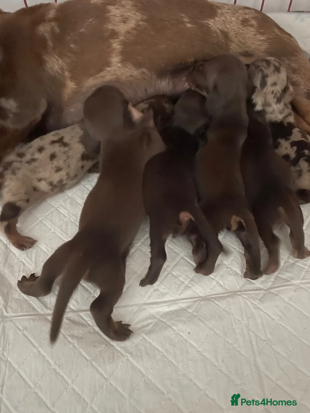 Miniature Dachshund dogs for sale: Miniature dachshunds  - Advert 4