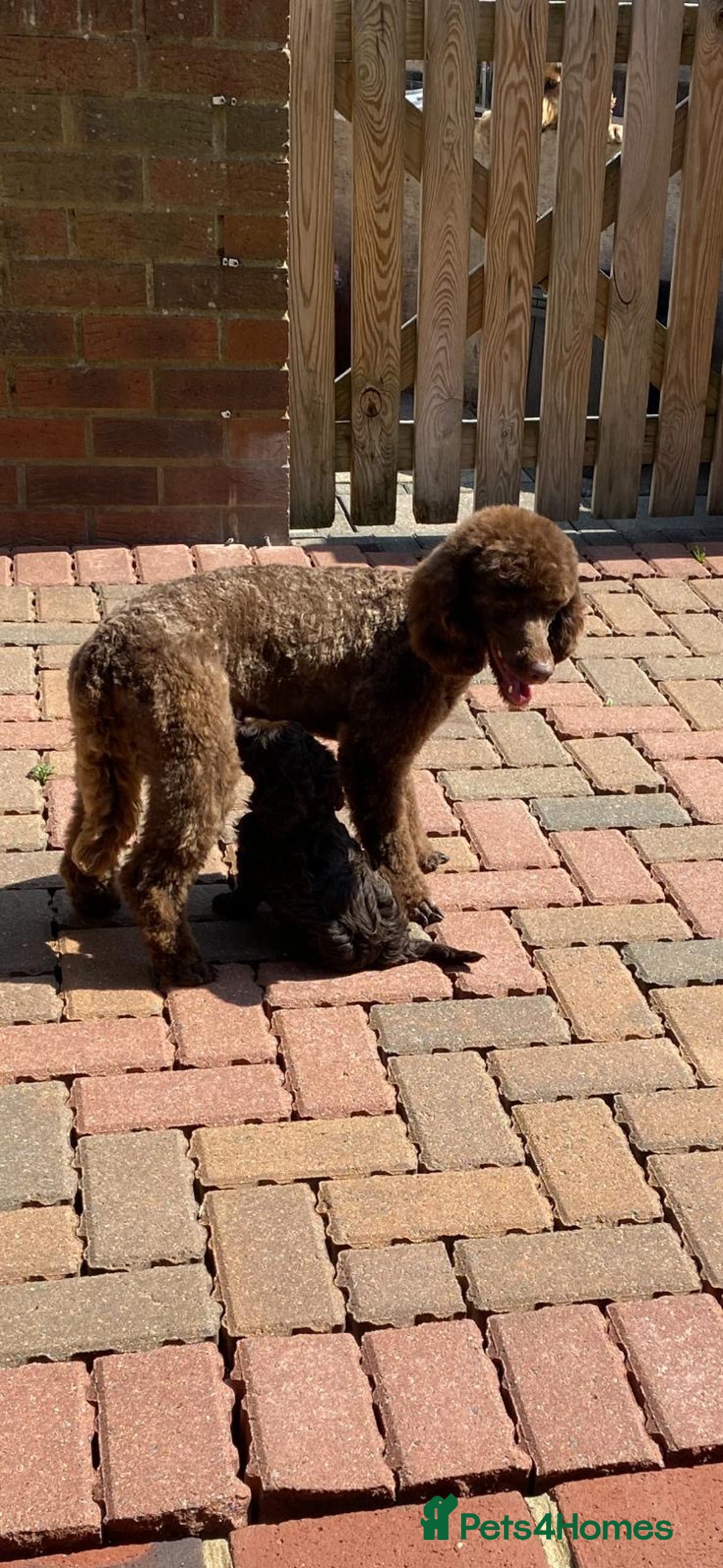 Cavapoo dogs for sale: F1 Cavapoo - Image 5