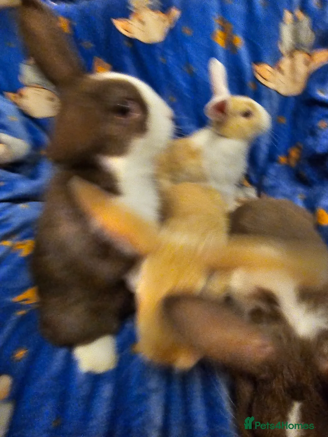 Mixed Breed rabbits for sale: 3 baby bunnies ready for their forever home - Advert 23