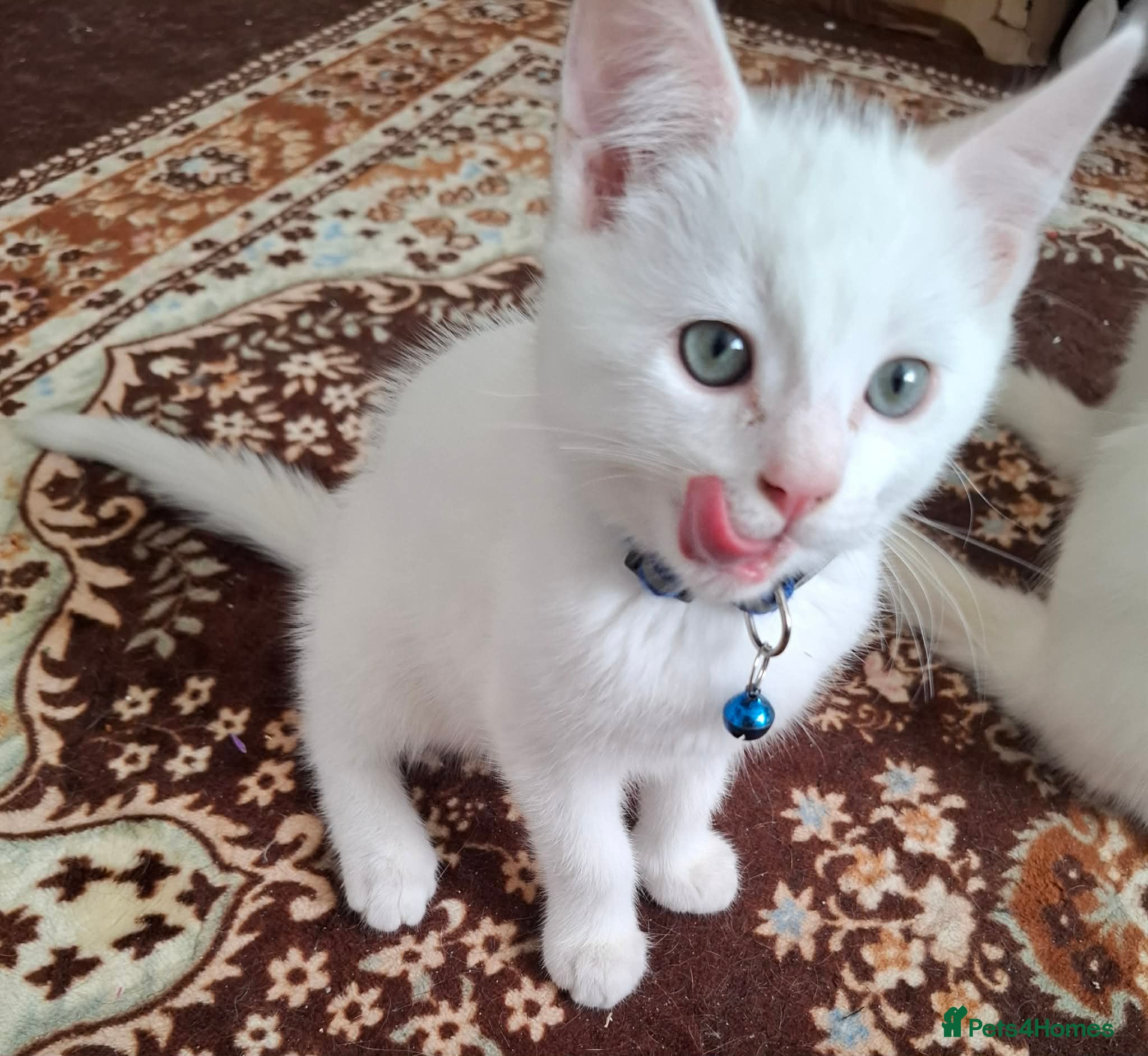 Mixed Breed cats for sale: 3 White Boy Kittens For Sale - Advert 6