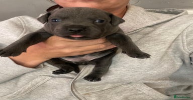 Staffordshire Bull Terrier dogs - Advert 3