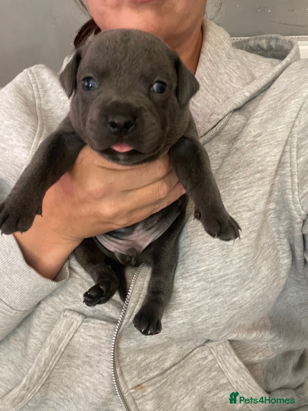 Staffordshire Bull Terrier dogs for sale: Litter of blue Staffordshire bull terriers  - Image 3