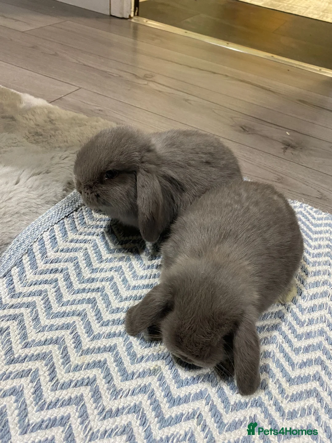Mini Lop rabbits for sale:  Beautiful Mixed-BreedMini Lop Rabbits for Sale in Swindon - Advert 2