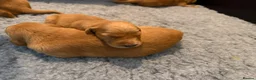 Golden Retriever dogs for sale: Happy healthy puppies - Advert 8