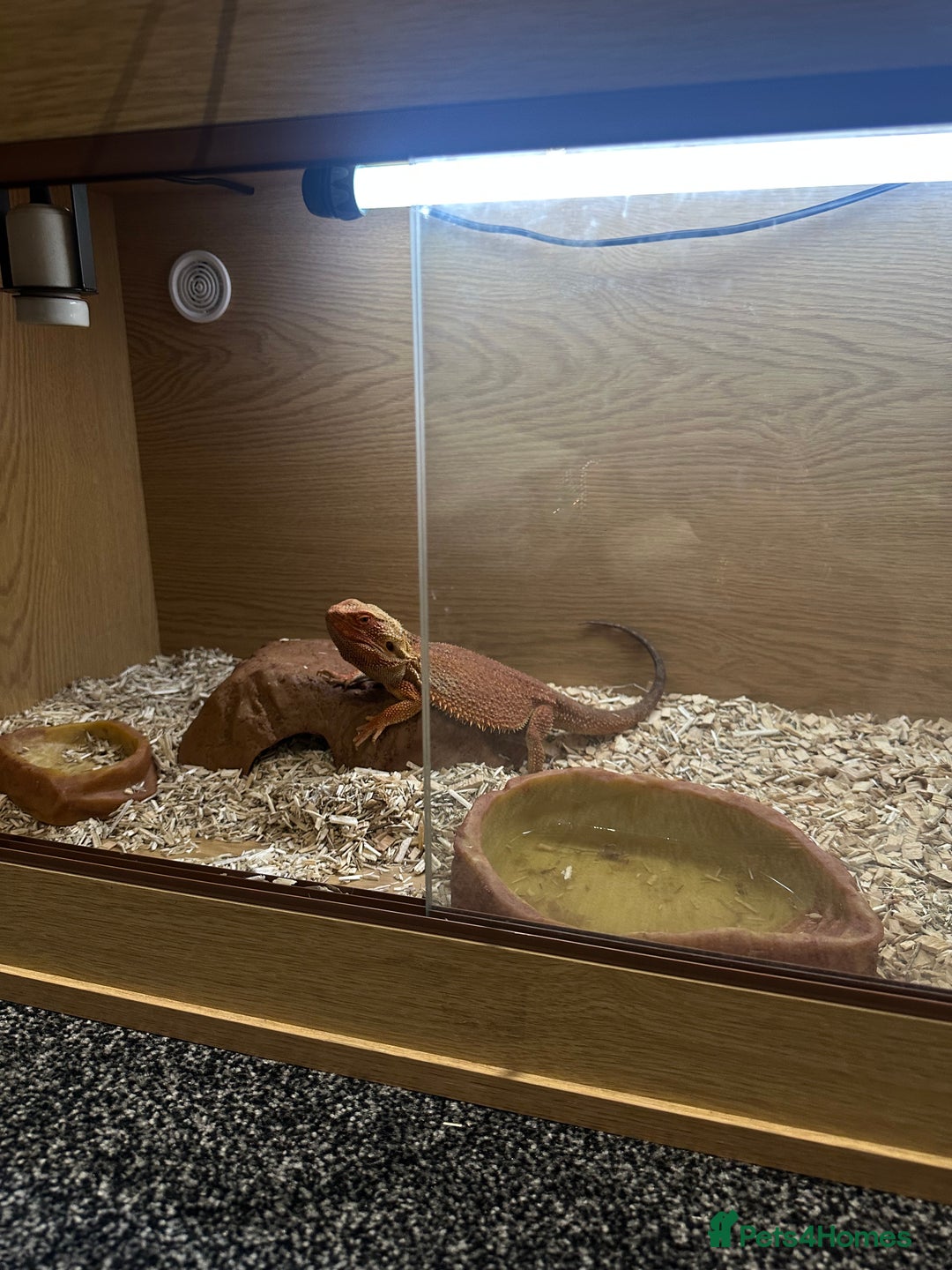 Bearded Dragon reptiles for sale: 2 year old male bearded dragon + cage - Advert 6