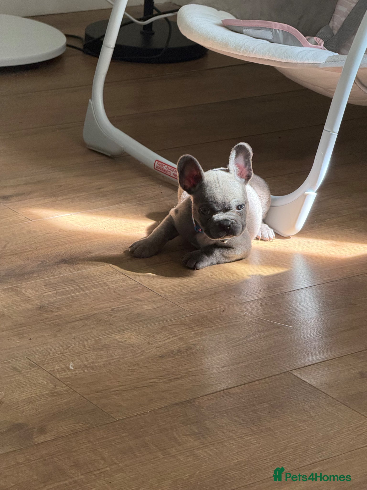 French Bulldog dogs for sale: Beautiful blue female micro French bulldog - Advert 4