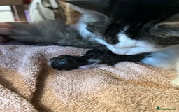 British Shorthair cats for sale: Kitten - Advert 2