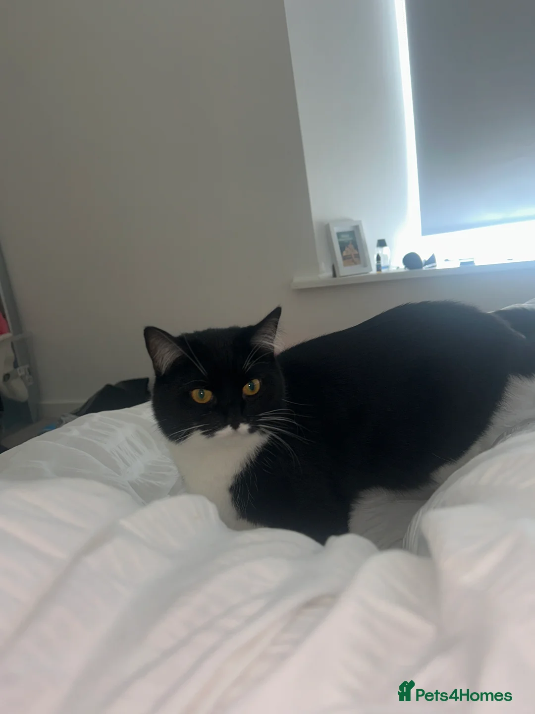 Domestic Shorthair cats for sale: Cat for sale in Manchester - Advert 2
