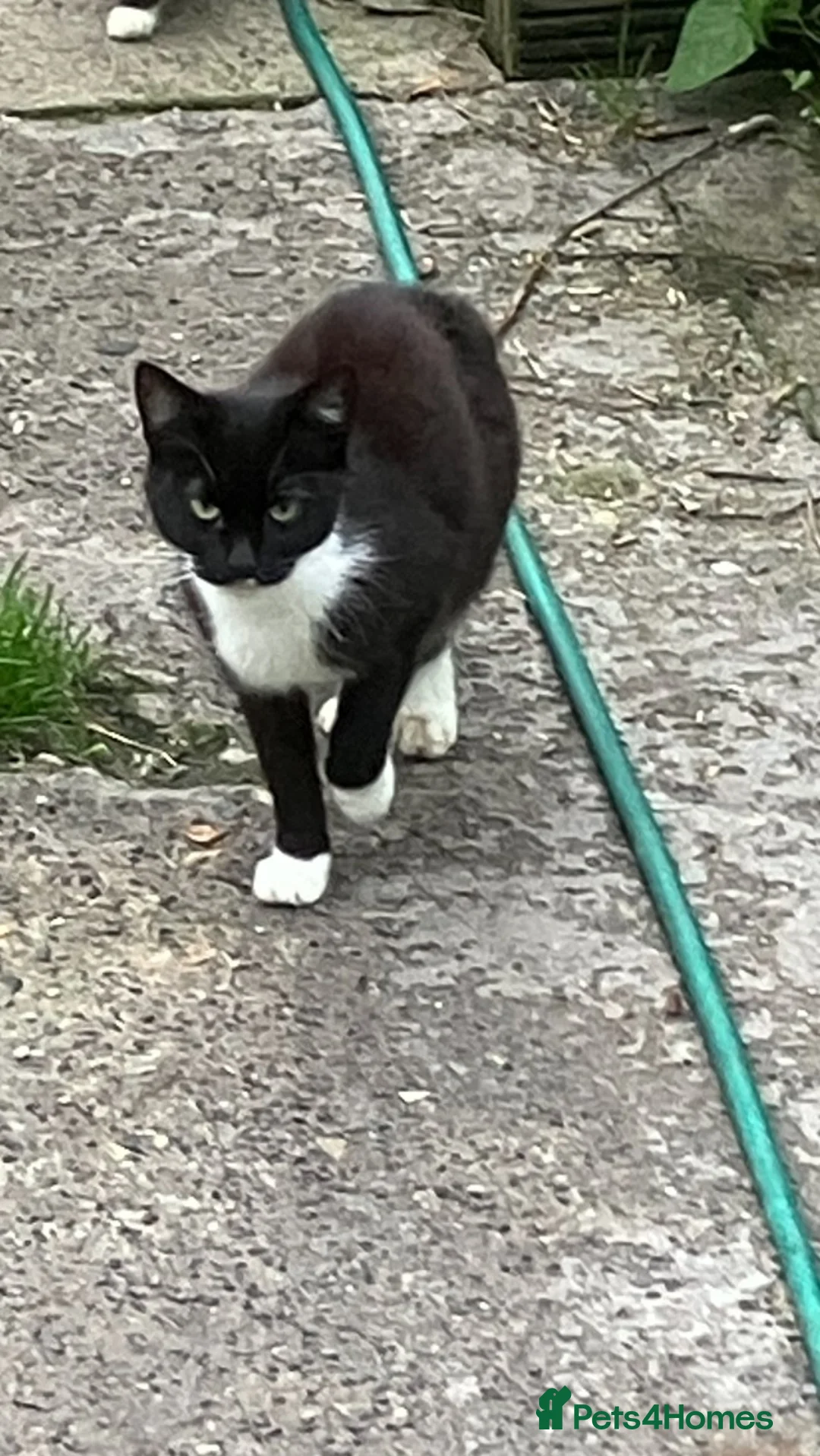 Mixed Breed cats for sale: 2 male kittens - Advert 1