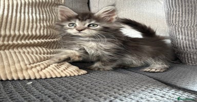 Maine Coon cats - Advert 7