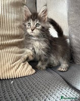 Maine Coon cats - Advert 4