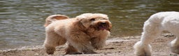 Labradoodle dogs for stud: STUD - DNA & HIPS Proven Mini Labradoodle in Tamworth - Advert 3