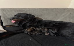 Mixed Breed dogs for sale: Rottweiler cross puppies - Image 7