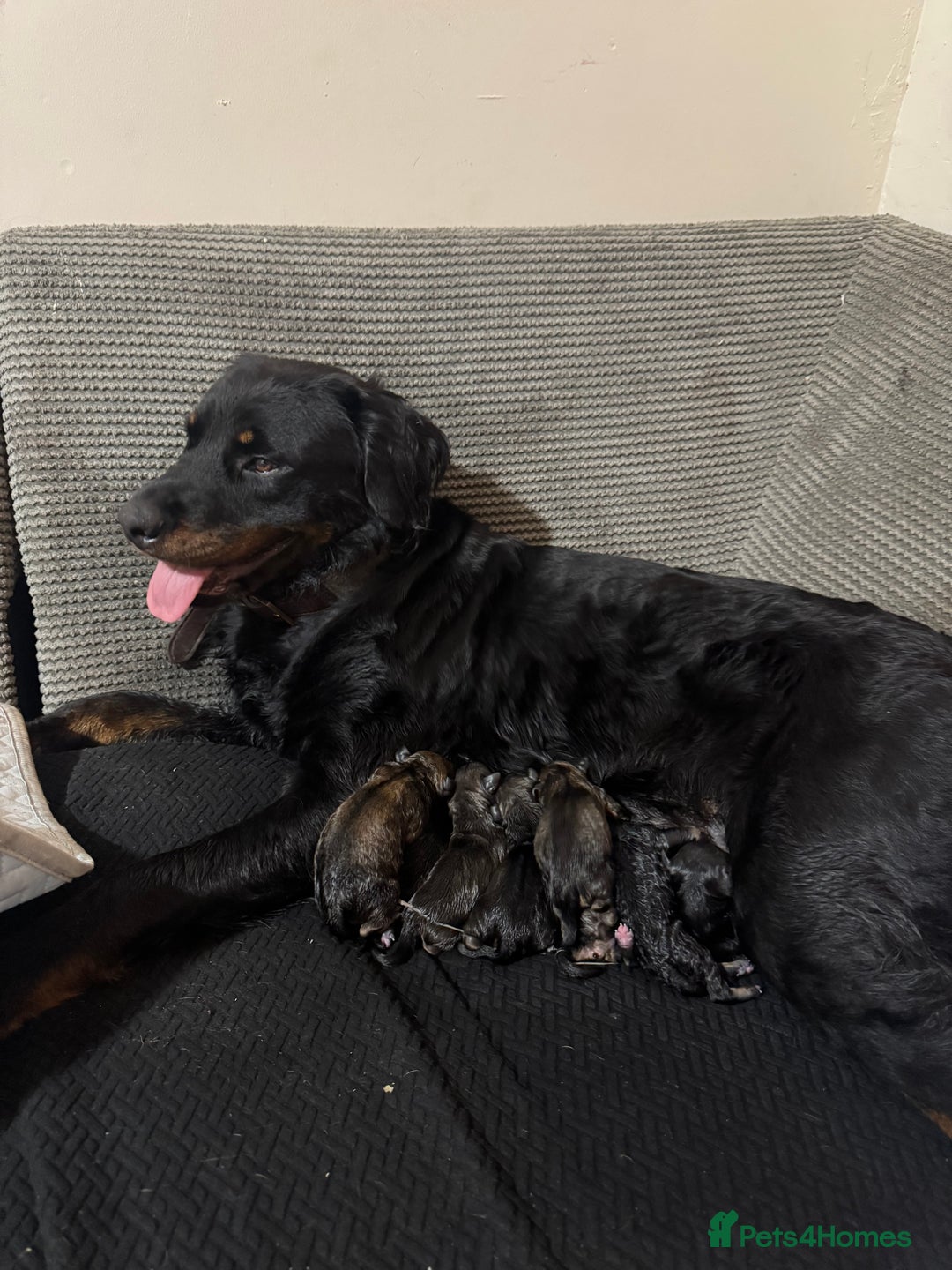 Mixed Breed dogs for sale: Rottweiler cross puppies - Image 7