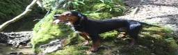 Cocker Spaniel dogs for stud: Health Tested Black & Tan W/Cocker Spaniel Stud in Totnes - Advert 15