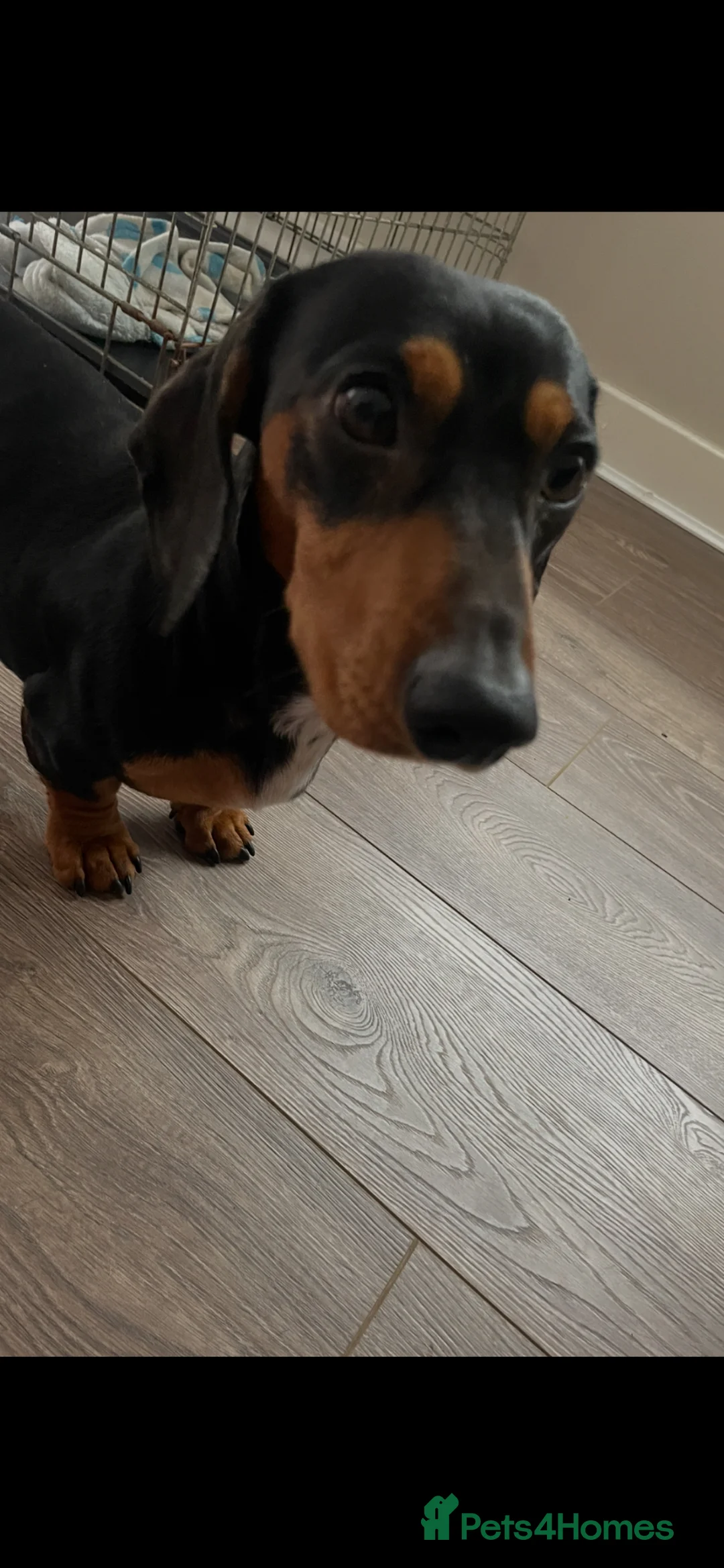 Miniature Dachshund dogs for sale: Male dachshund  - Advert 2