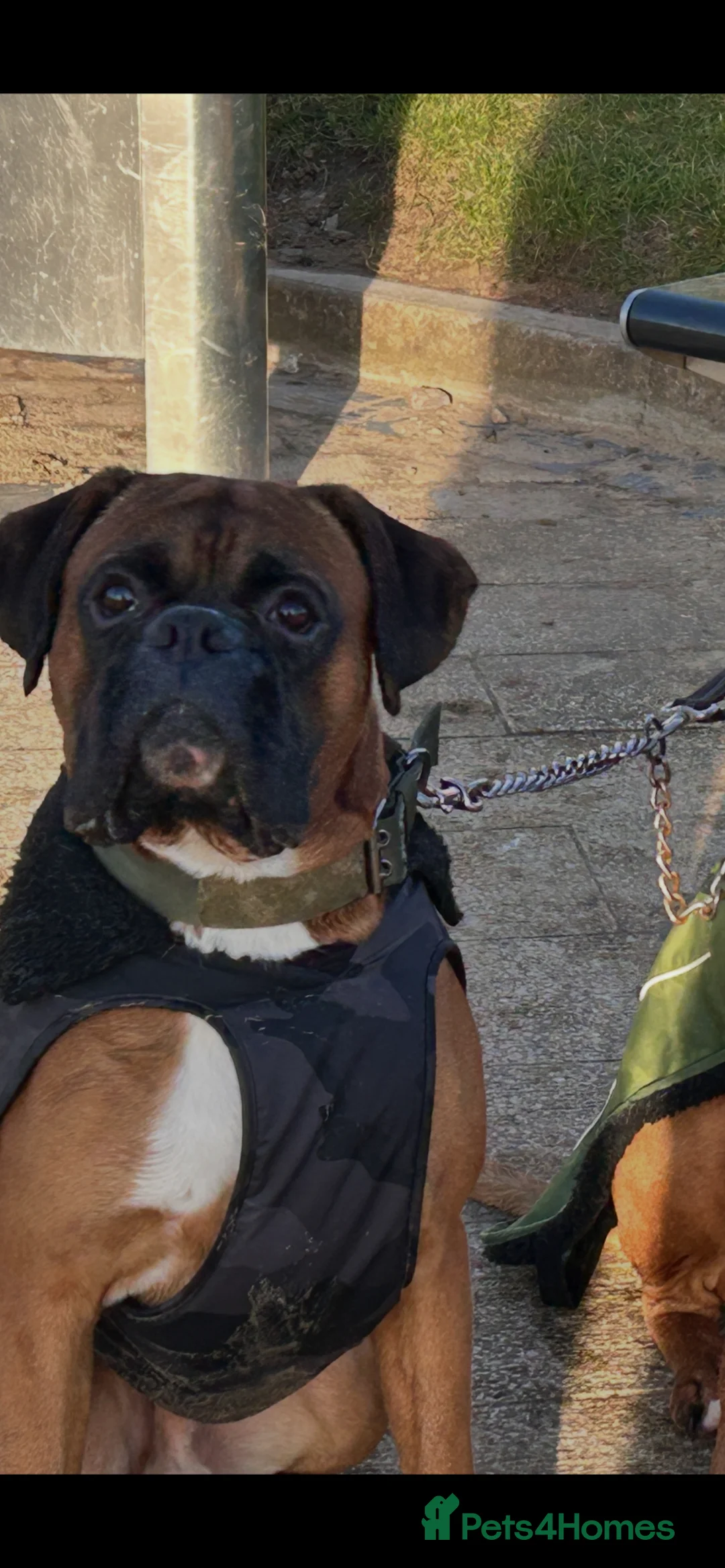 Boxer dogs for sale: Stunning boxer puppies available for forever homes - Advert 21