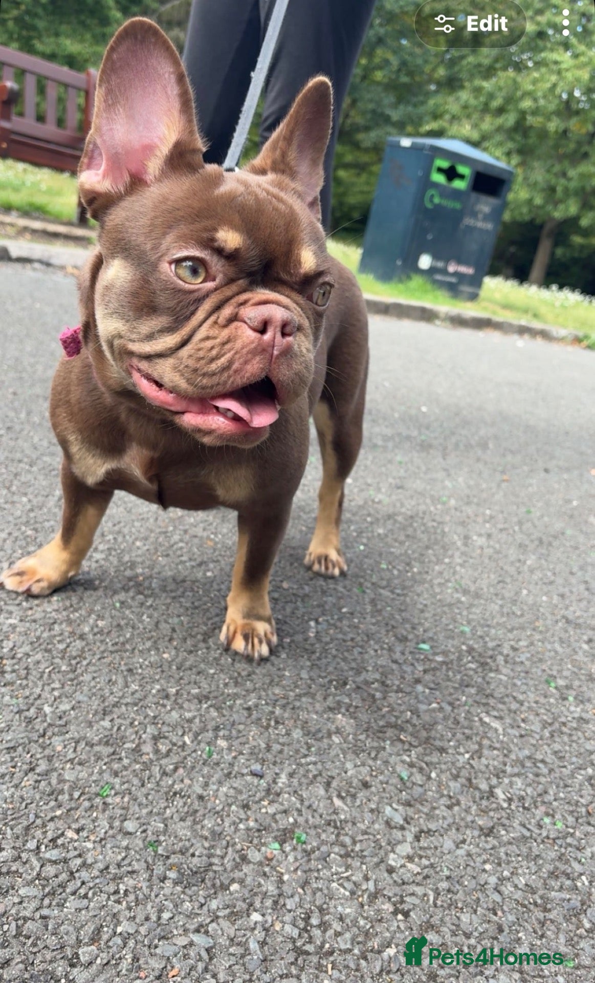 French Bulldog dogs French bulldog for sale  - Advert 13