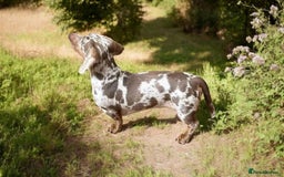 Miniature Dachshund dogs for sale: Miniature Dachshund puppies - Image 7