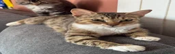 Ragdoll cats for sale: Ragdoll X Bengal kittens  - Advert 19