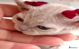 Devon Rex cats for stud: Beautiful Lilac Boy in Southampton - Image 11