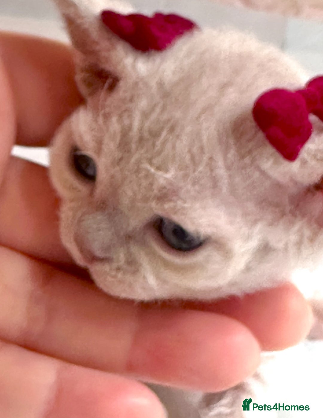 Devon Rex cats for stud: Beautiful Lilac Boy in Southampton - Image 11