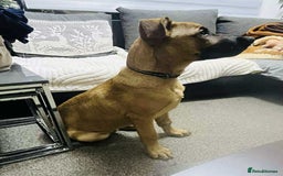 German Shepherd dogs for sale: Lovely puppy boy  - Image 3