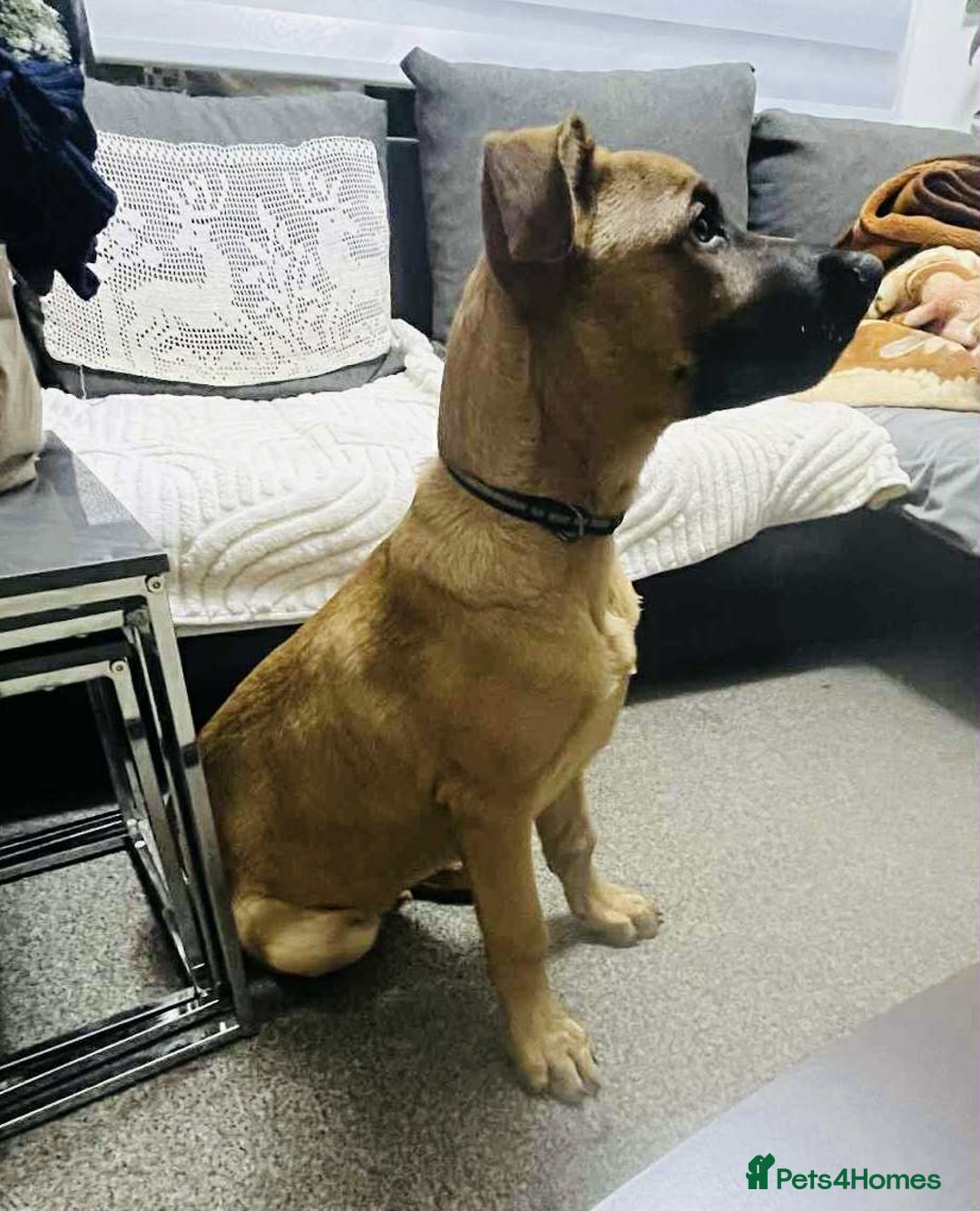 German Shepherd dogs for sale: Lovely puppy boy  - Image 3